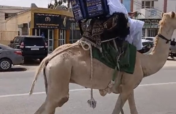 Insolite: Le dromadaire à la rescousse du fast-food
