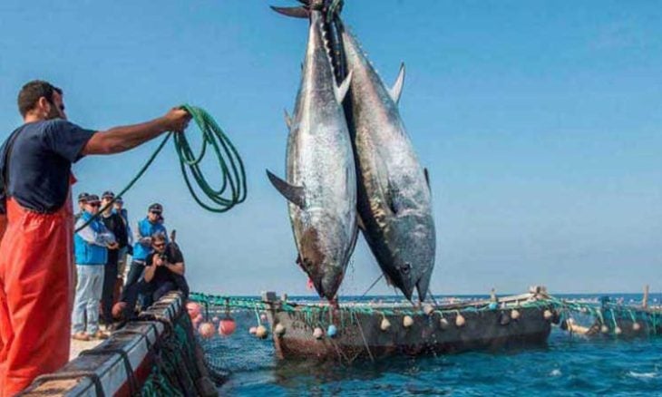 L’AMAM appelle à la régularisation de la situation des marins embarqués sur les navires de pêche