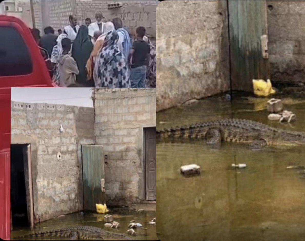 Un caïman signalé dans une maison abandonnée à Mgaizira 3, à Teyarett