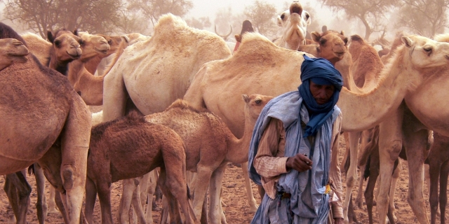 Elevage : la Mauritanie compte son cheptel