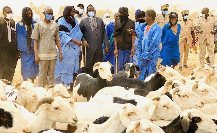 Podor: près de 250 000 moutons ont déjà transité par Madina Ndiathbé en provenance de la Mauritanie (ministre)
