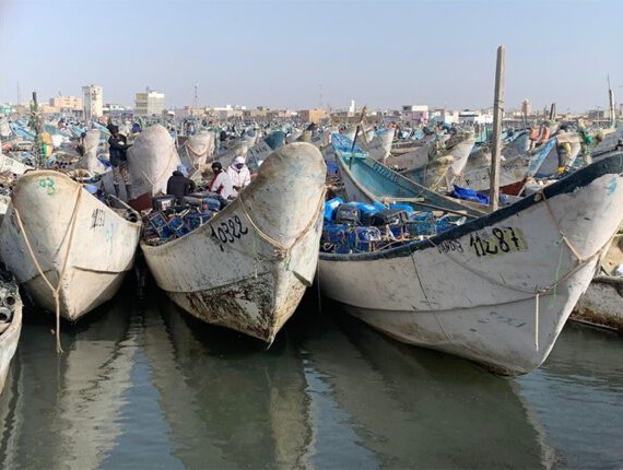 Reprise des activités de pêche : Les prix du poulpe en hausse, la turlutte interdite refait surface!