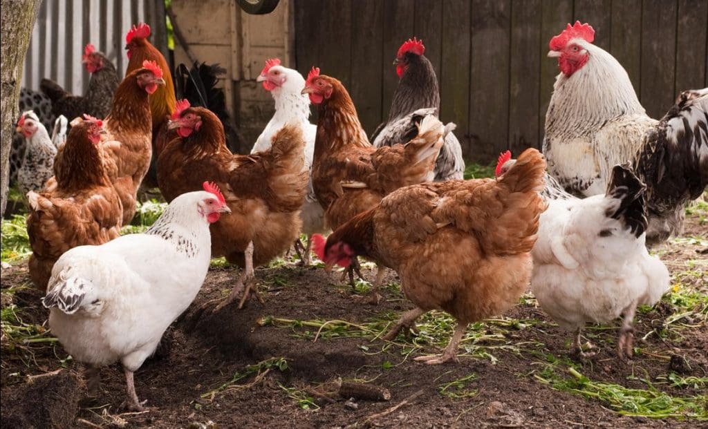 Le ministère de l’élevage décidé à appliquer la circulaire relative à la vente du poulet local au poids et au contrôle du prix 